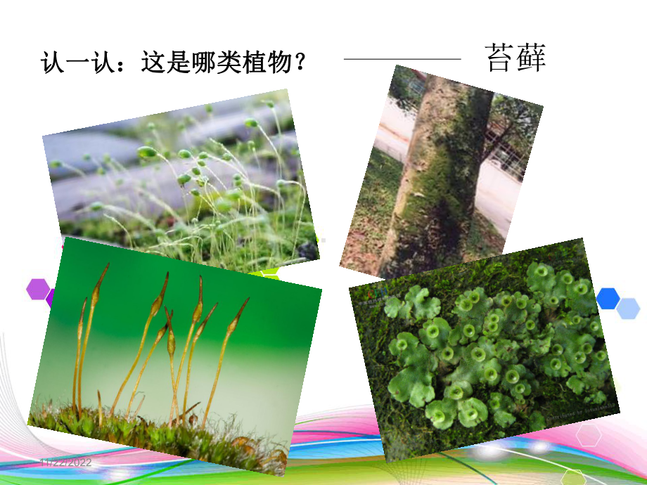 苔藓植物和蕨类植物课件.ppt_第3页