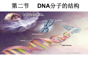 第二节DNA的分子结构和特点-课件.pptx