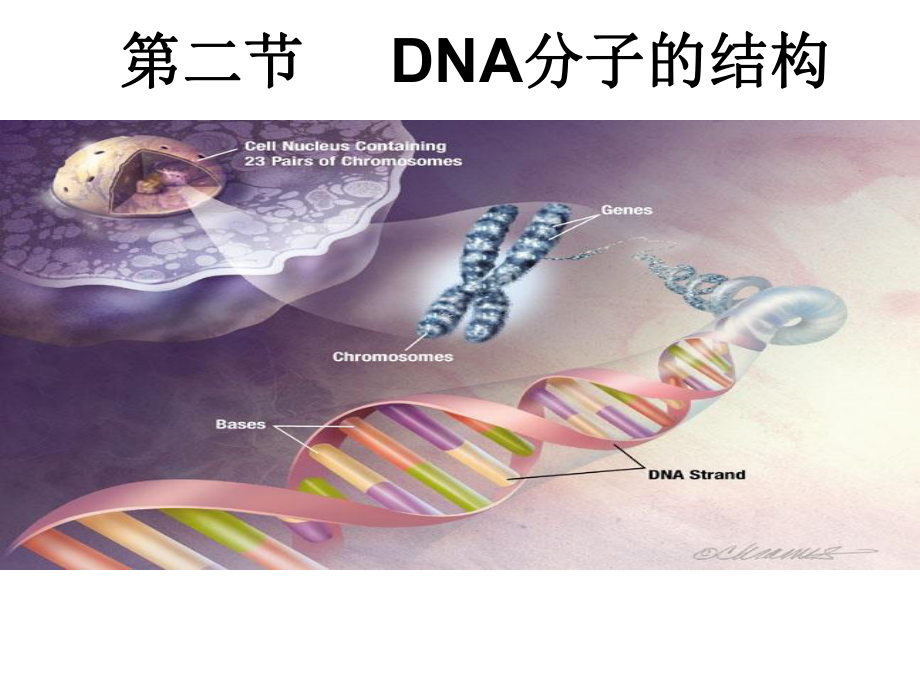 第二节DNA的分子结构和特点-课件.pptx_第1页