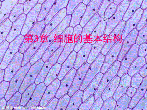 细胞膜的基本结构课件.ppt