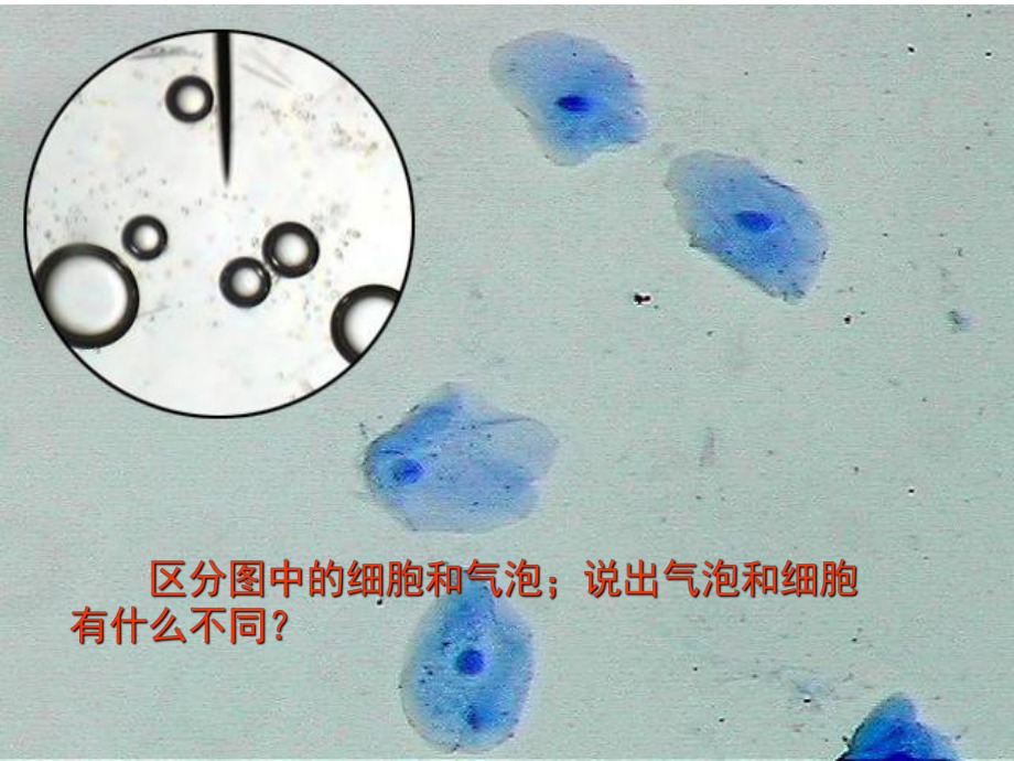 细胞膜的基本结构课件.ppt_第3页