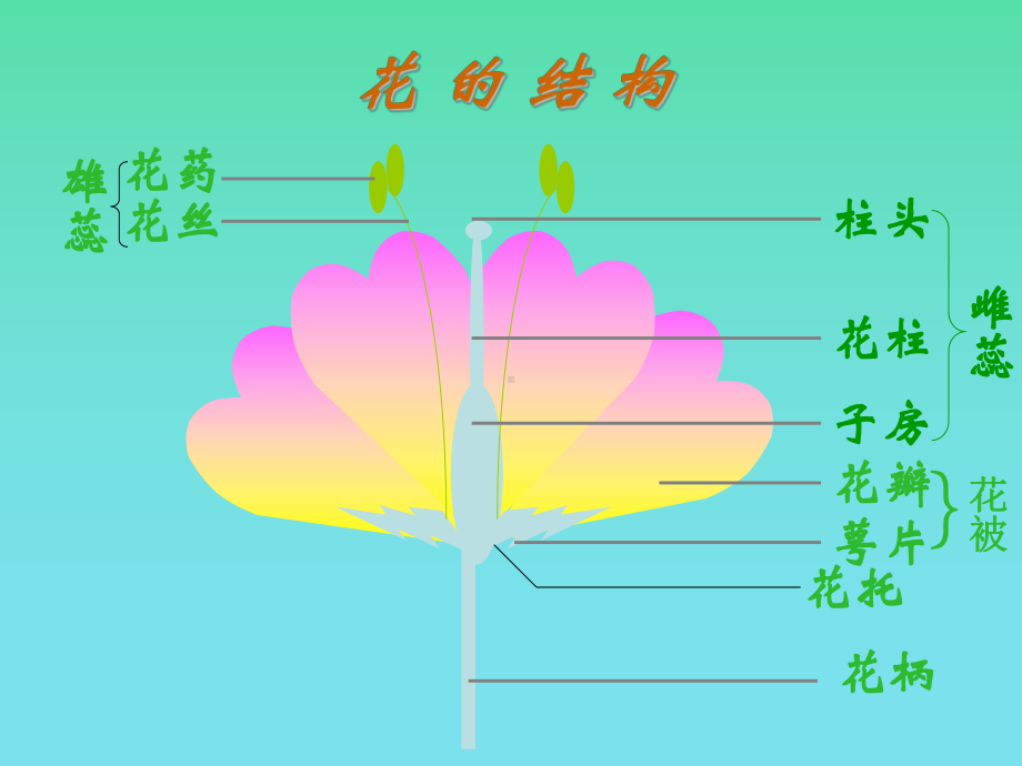 第五节植物的开花和结果苏教版课件.ppt_第3页