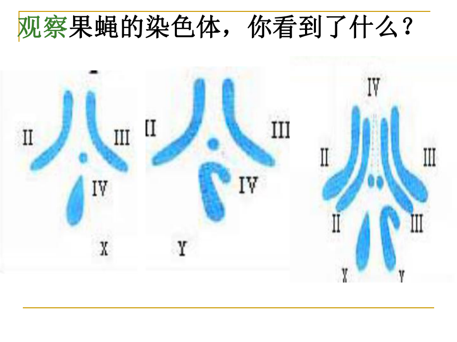 第一轮减数分裂课件.ppt_第2页