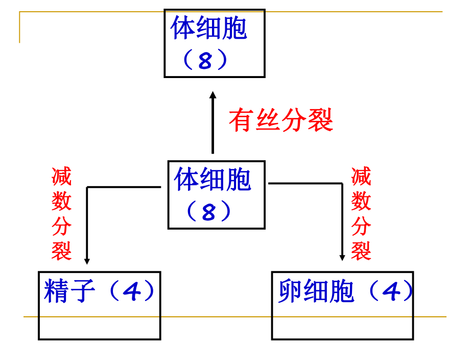 第一轮减数分裂课件.ppt_第3页