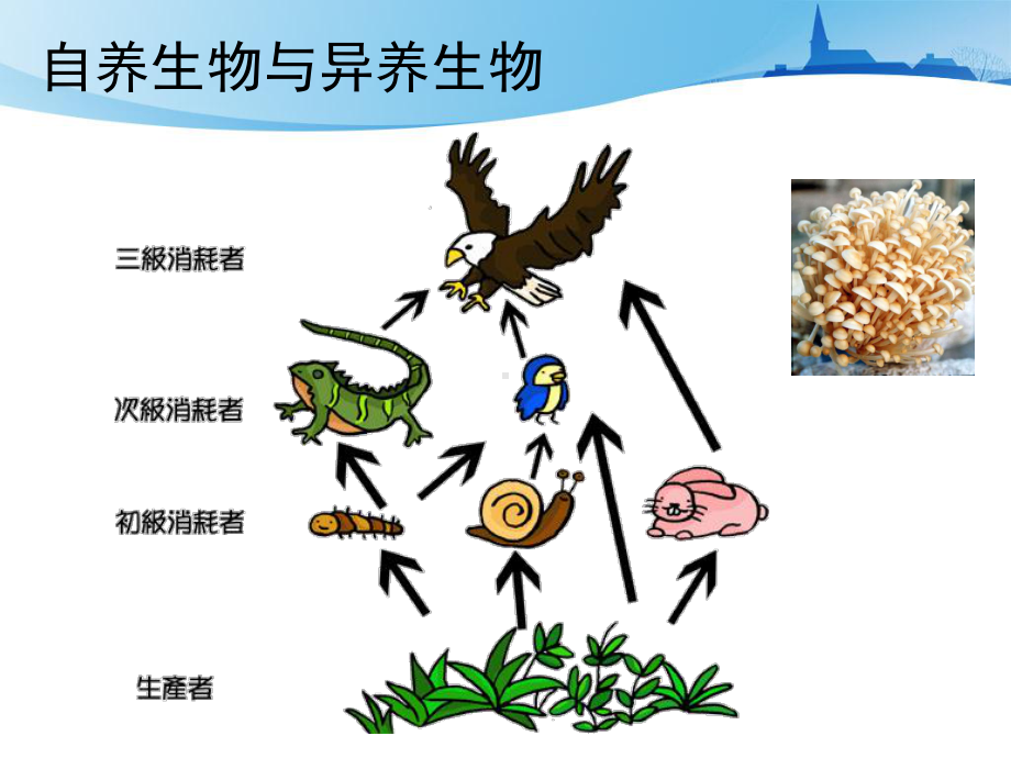 细胞生物学线粒体与能量转换课件.ppt_第2页