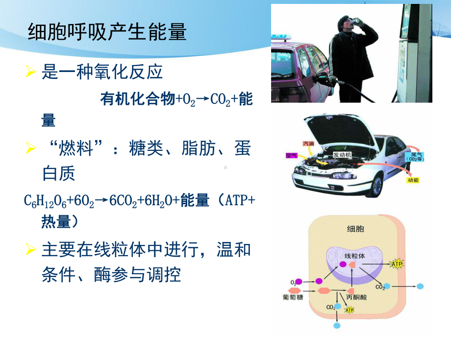 细胞生物学线粒体与能量转换课件.ppt_第3页