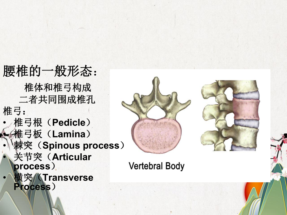 腰椎的解剖及腰部的层次解剖课件.pptx_第2页