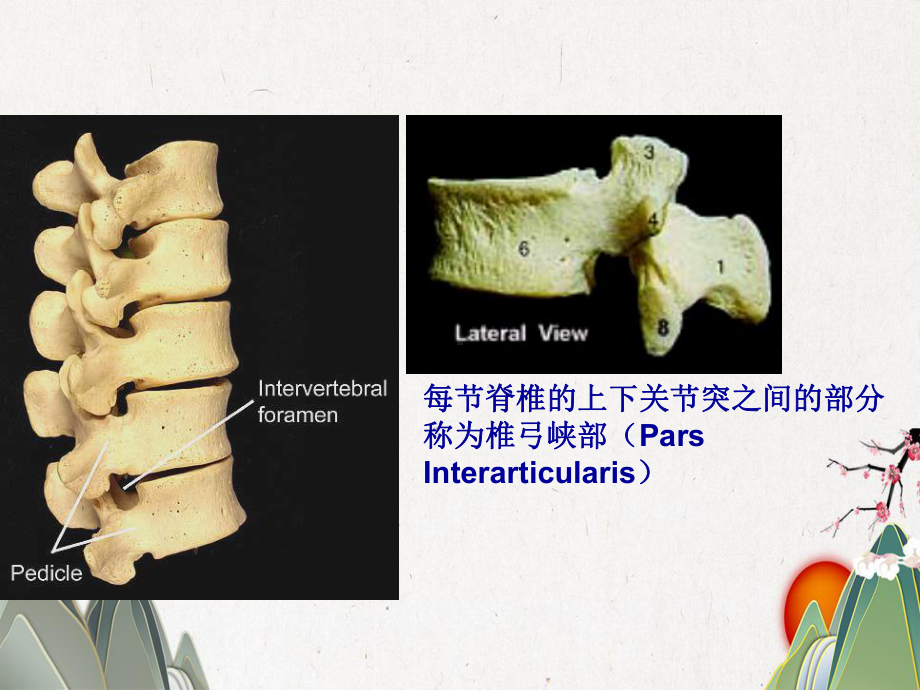 腰椎的解剖及腰部的层次解剖课件.pptx_第3页