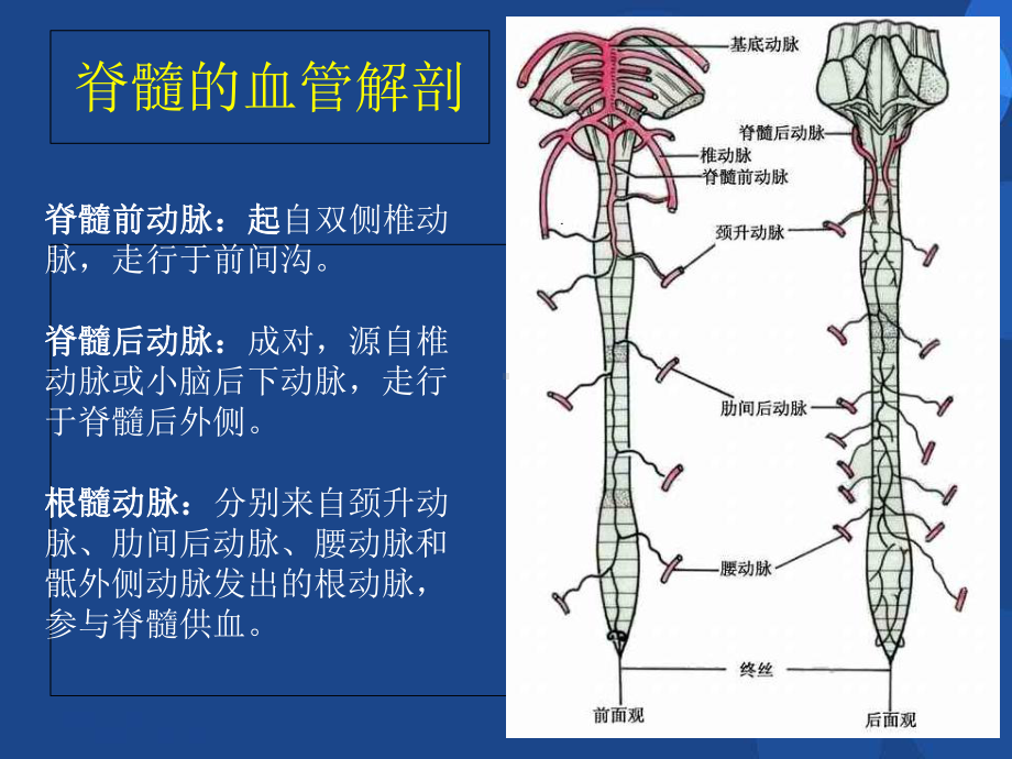 脊髓血管畸形参考课件.ppt_第3页