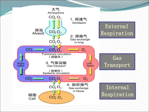 肺功能不全(病理生理学)课件.ppt