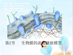 生物膜的流动镶嵌模型-29张课件.ppt