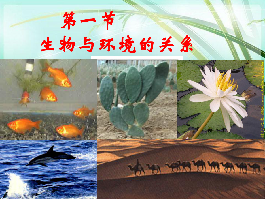 生物与环境的关系-课件-.ppt_第2页