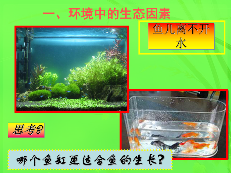 生物与环境的关系-课件-.ppt_第3页