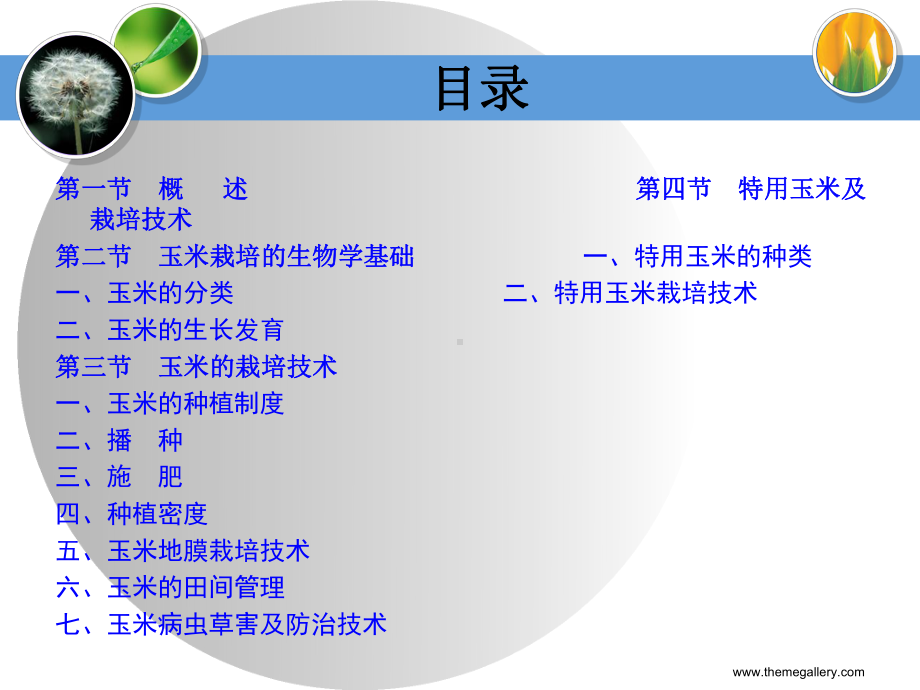 玉米高产栽培技术课件.ppt_第2页