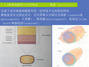 第三章重要的微生物种类3课件.ppt