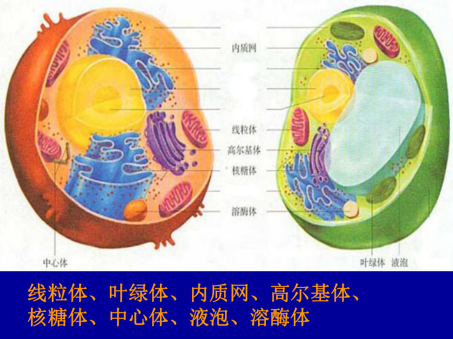 第三章第二节细胞器-系统内的分工合作课件.ppt_第3页