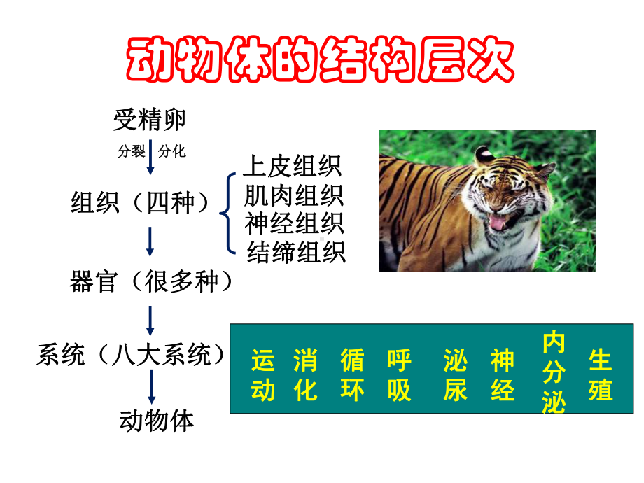 植物体的结构层次初中生物课件.ppt_第1页