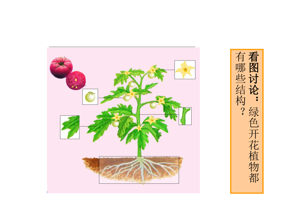 植物体的结构层次初中生物课件.ppt_第3页