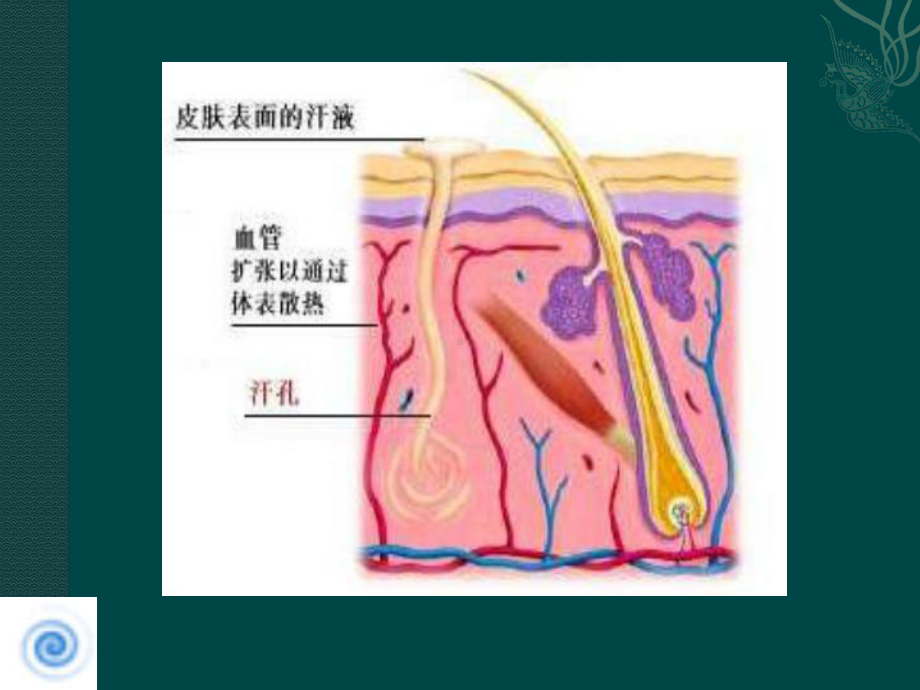 汗液的形成和排出1课件.ppt_第3页