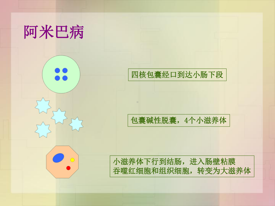 病理学-寄生虫课件.ppt_第3页