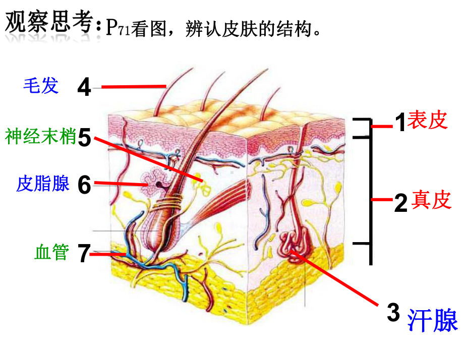 第四章第二节汗液的形成和排出课件.ppt_第3页