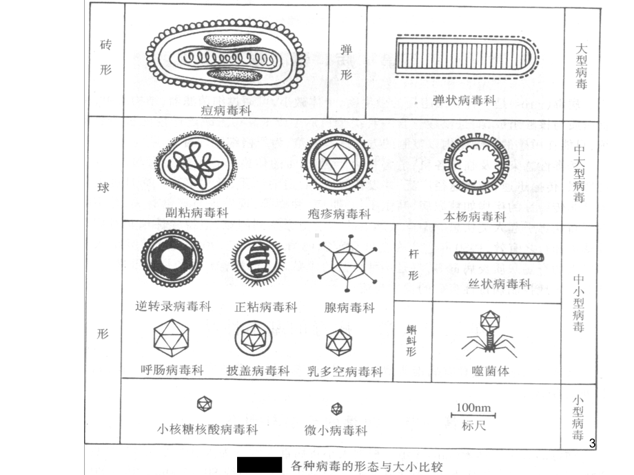 病毒的基本特性课件-2.ppt_第3页