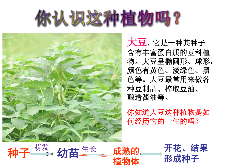 种子的结构及萌发初中生物课件.ppt_第2页