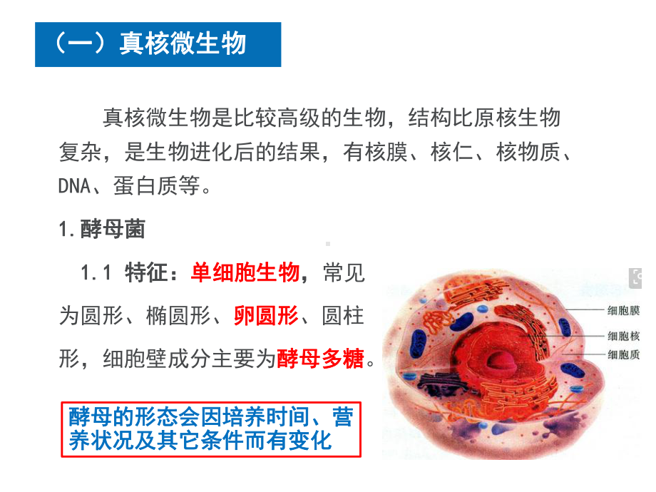 药学微生物-项目三-镜检技术123-微生物形态认识课件.ppt_第3页