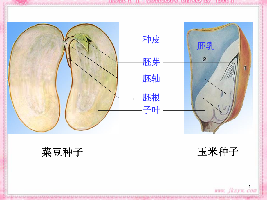 种子的萌发(新人教版)教学课件.ppt_第1页