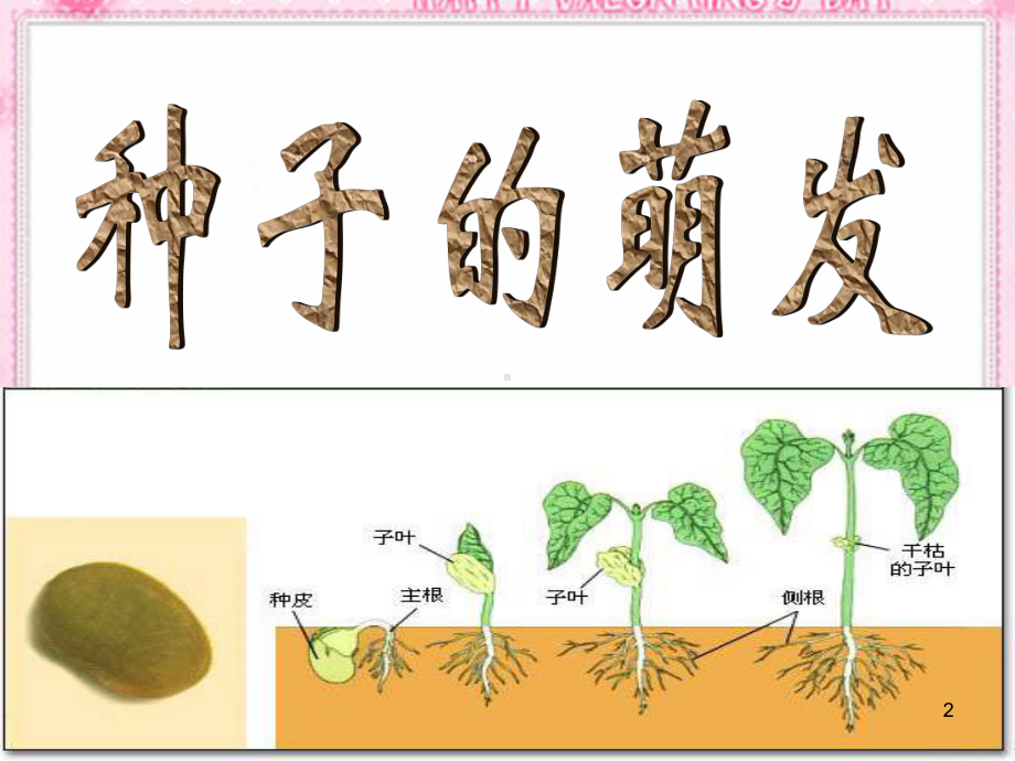 种子的萌发(新人教版)教学课件.ppt_第2页