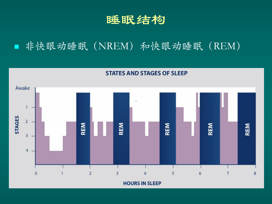 睡眠与免疫系统关联性研究课件.pptx_第3页