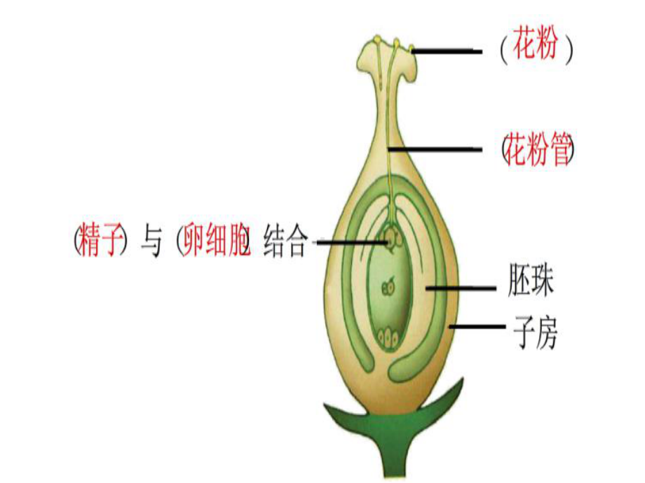 第三节果实和种子的形成课件.ppt_第2页