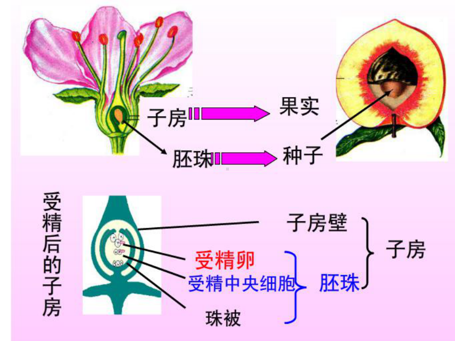 第三节果实和种子的形成课件.ppt_第3页