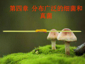 细菌和真菌的分布课件上课用.ppt