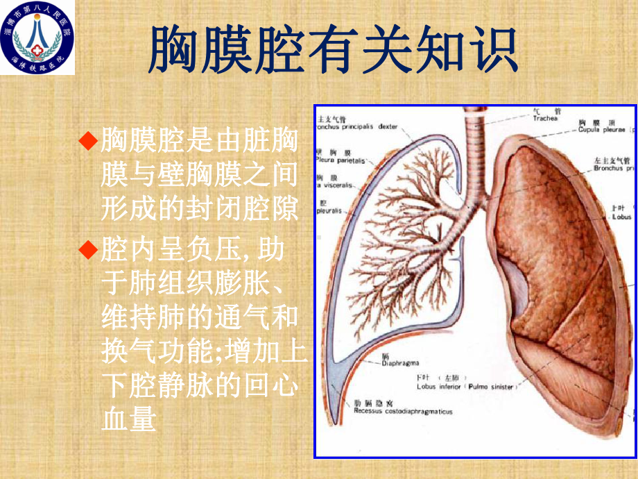 胸腔闭式引流术课件精编版.ppt_第3页