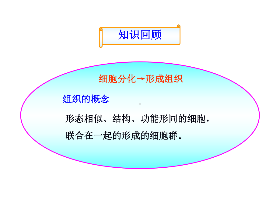 生物体的结构层次-课件.ppt_第2页