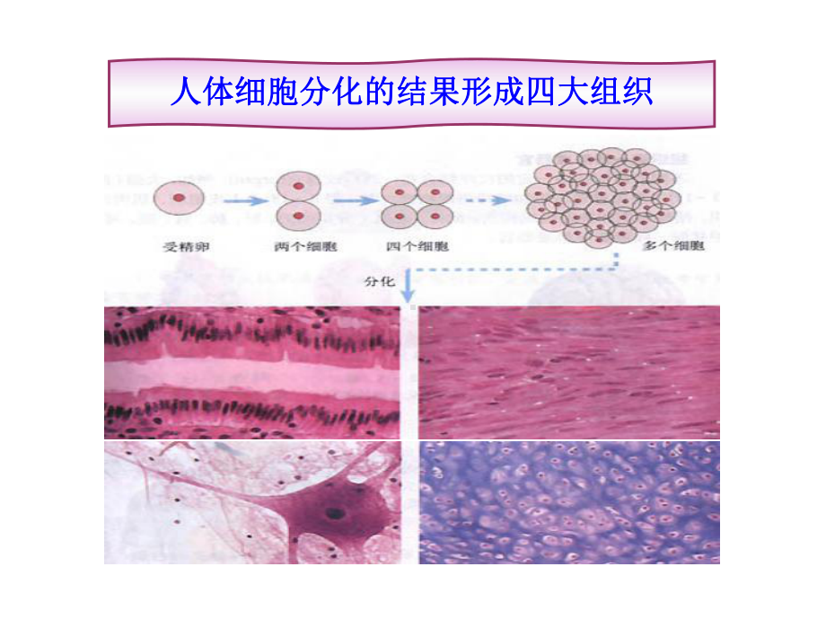 生物体的结构层次-课件.ppt_第3页