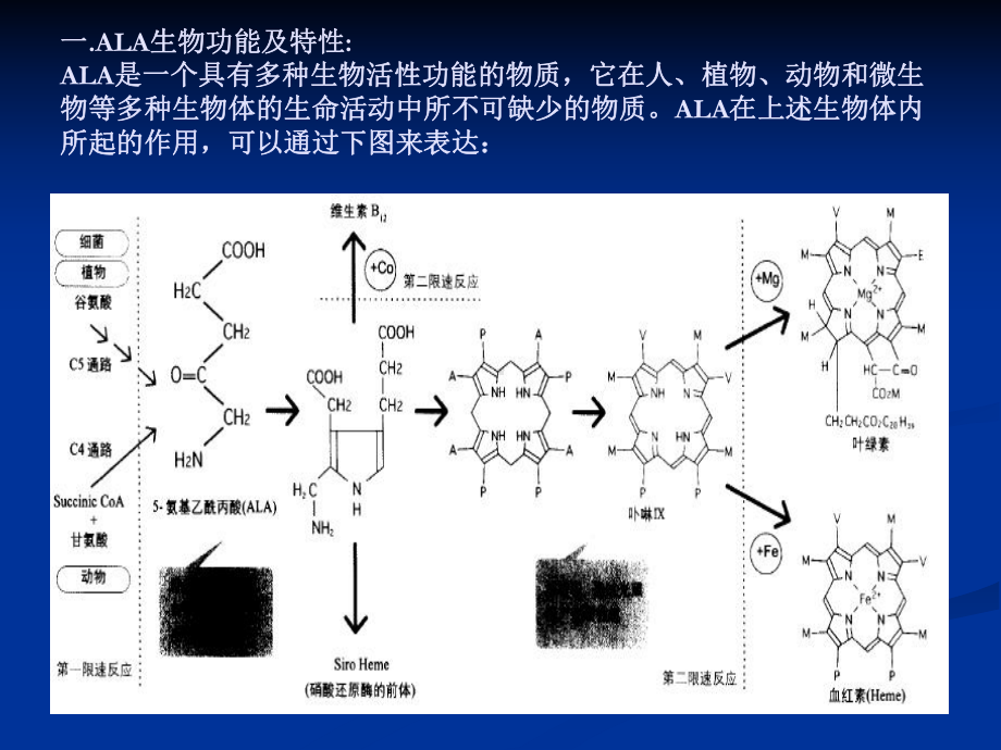 氨基乙酰丙酸在祛痘美容方面的应用课件.ppt_第3页