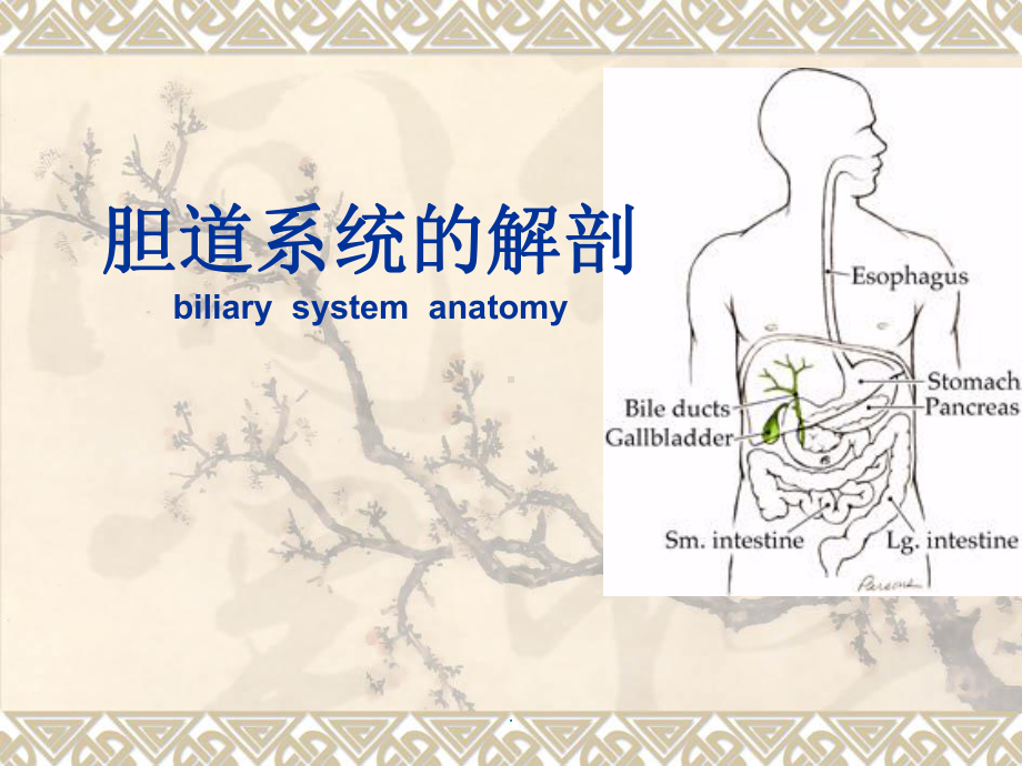 胆道解剖课件医学课件.ppt_第1页