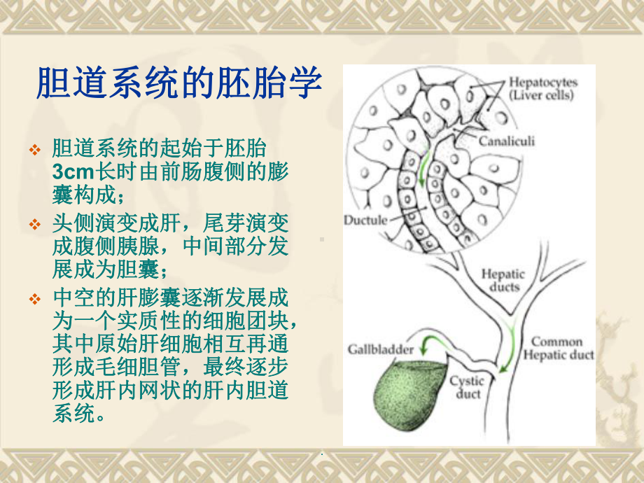 胆道解剖课件医学课件.ppt_第2页