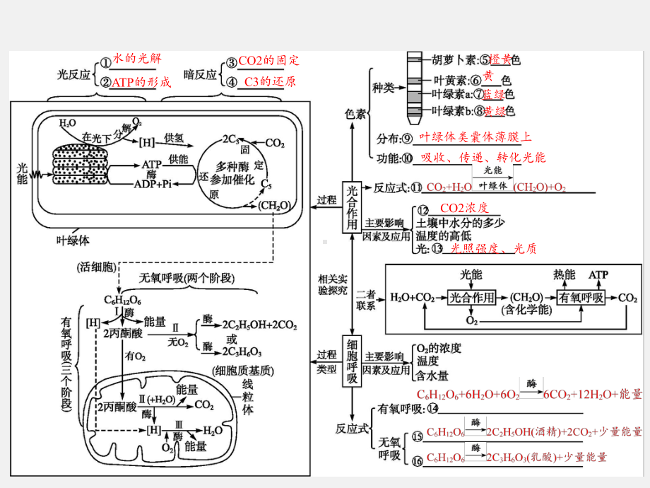 高考生物-二轮复习-专题2-细胞代谢-2-光合作用和细胞呼吸课件.ppt_第3页