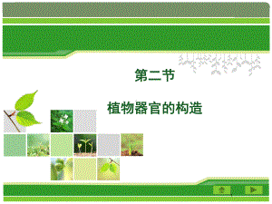 植物器官的构造课件.ppt