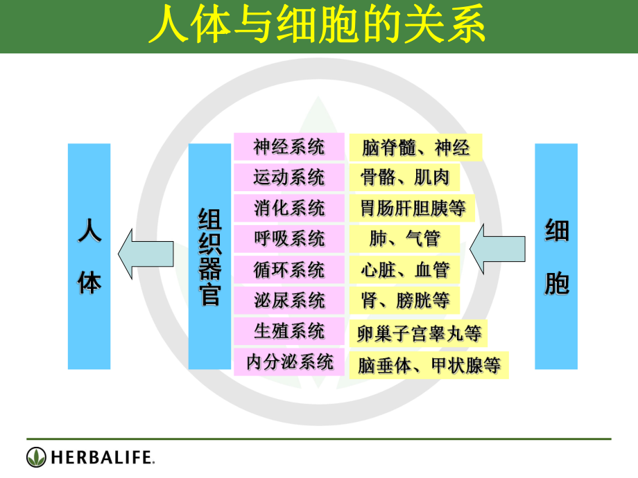 细胞营养与健康解析课件.ppt_第3页