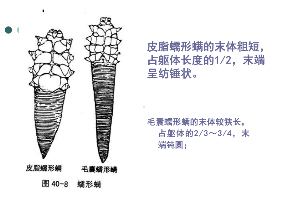 第十节蠕形螨课件.ppt_第3页