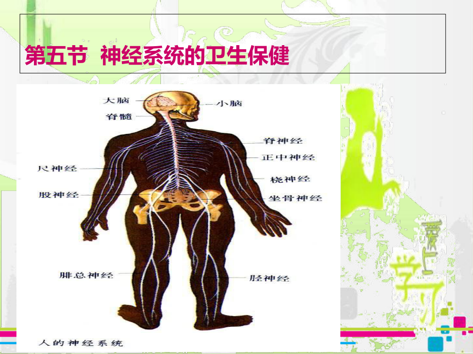 神经系统的卫生保健课件3-课件.ppt_第1页