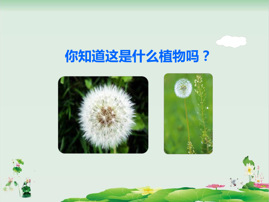 金色的草地公开课课件（部编版）1.ppt_第3页