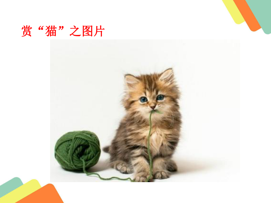 猫课件汇编.ppt_第2页