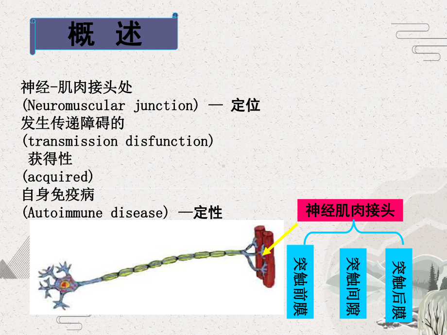 重症肌无力课件-2.pptx_第2页