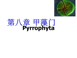 水生生物学第八章甲藻门课件.ppt