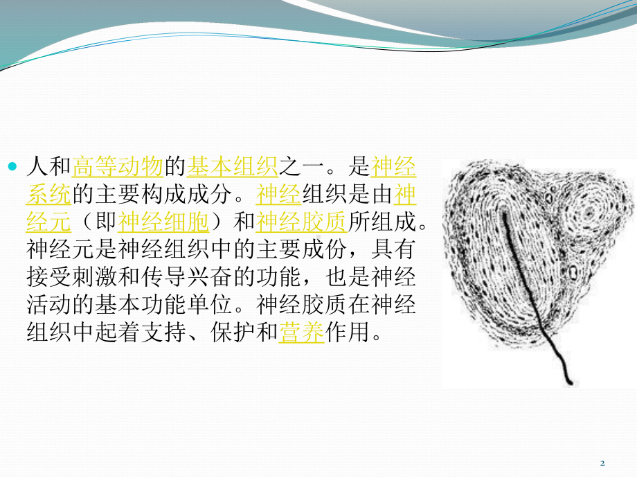 神经细胞医学课件.pptx_第2页